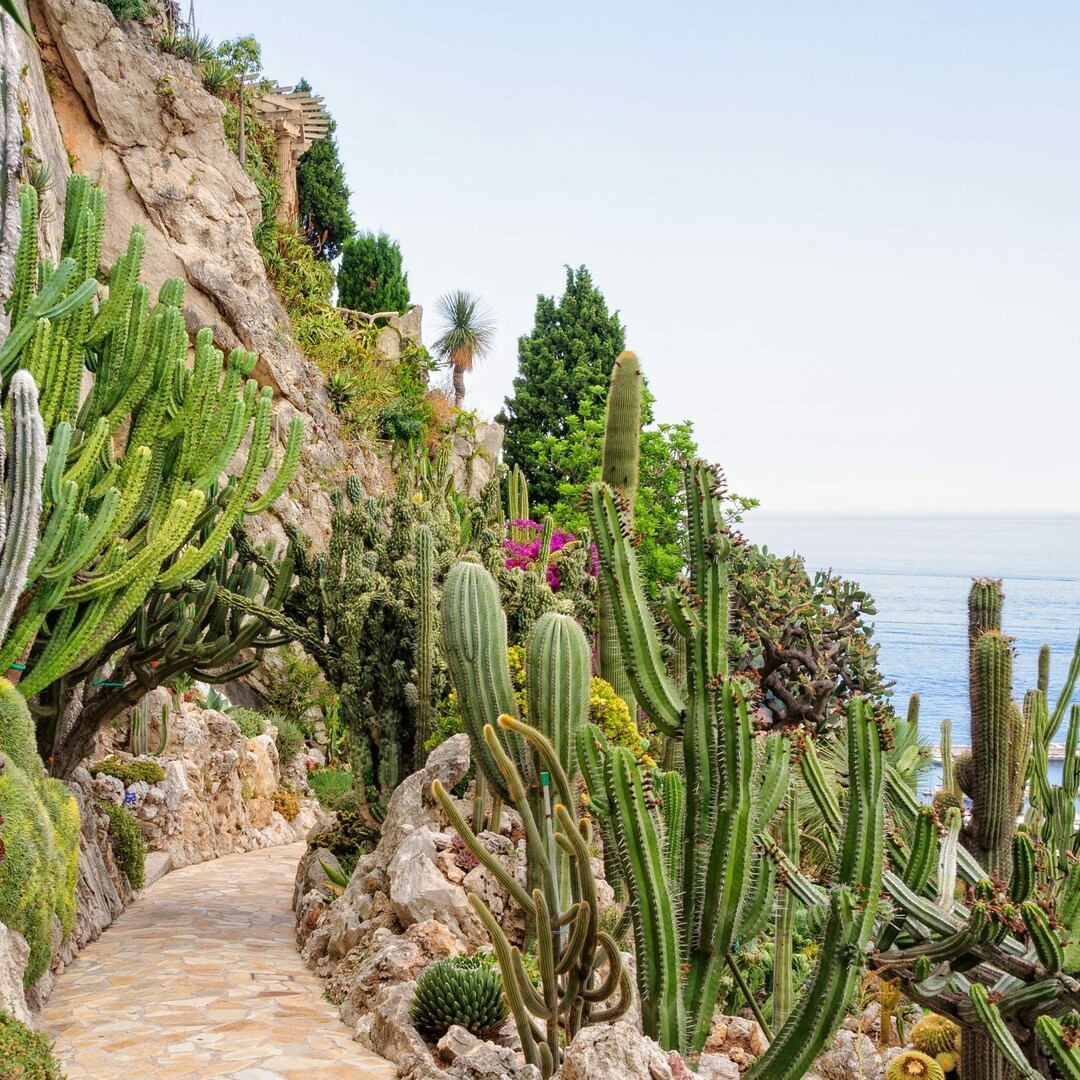 DIRITTO DI AFFITTARE EXOTIC GARDEN DISTRICT